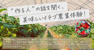 “作る人”の話を聞く、美味しいイチゴ農業体験！