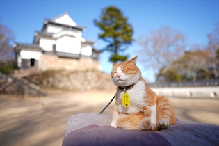 西松宏の猫城主さんじゅーろー写真展